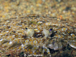 Flounders, G12 + UCL165 by Jun Tagama 